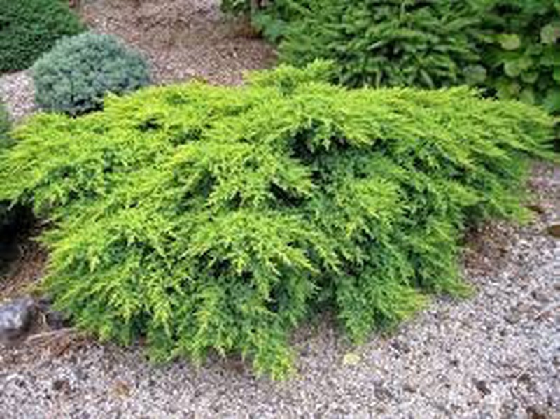 Juniperus Chinensis Stricta Lajardineriecreative