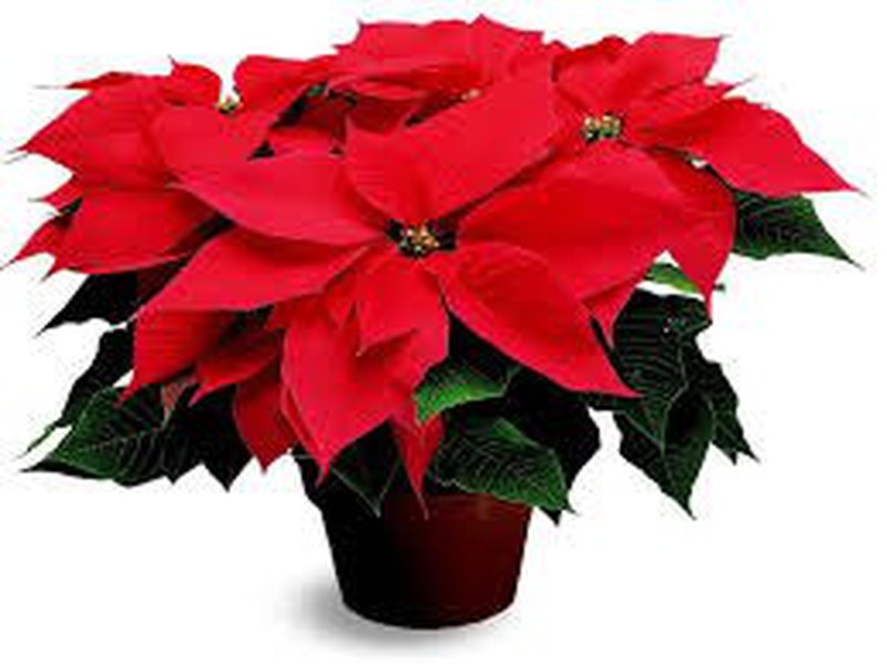 Poinsettia Poinsettia