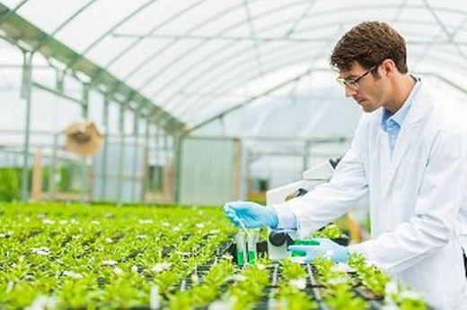 PLANTAS INSECTICIDAS. Os melhores produtos para jardinagem orgânica