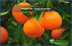Llegan los frutales