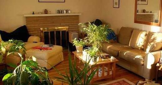 Plantes et fleurs artificielles