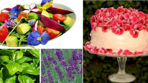 Fleurs comestibles