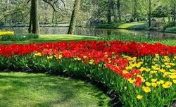 Il est temps de planter des bulbes!