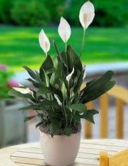 Na Jardería del Vallés temos um catálogo de plantas de interior. Você já viu isso?