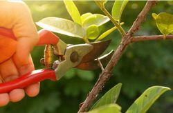 FRUIT TREES!, Calendrier de travail annuel