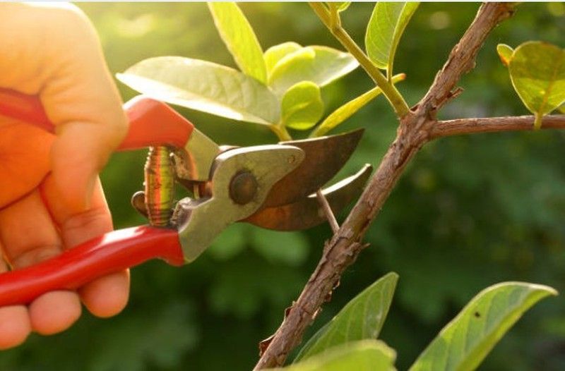 FRUIT TREES !, Annual work calendar