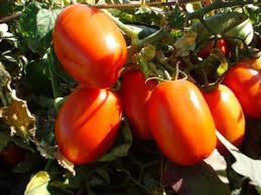 Des aromatiques au secours des tomates