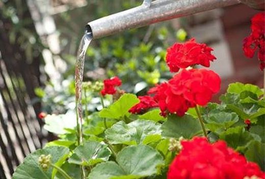 L'irrigation