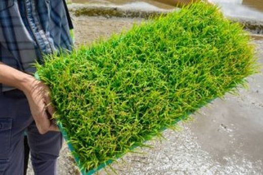 NOUVEAU !!, PLANTES DE PELOUSE ÉCOLOGIQUE. Meilleur ici