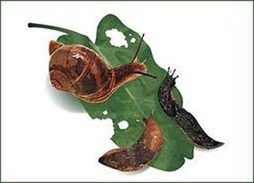 Méfiez-vous des escargots!