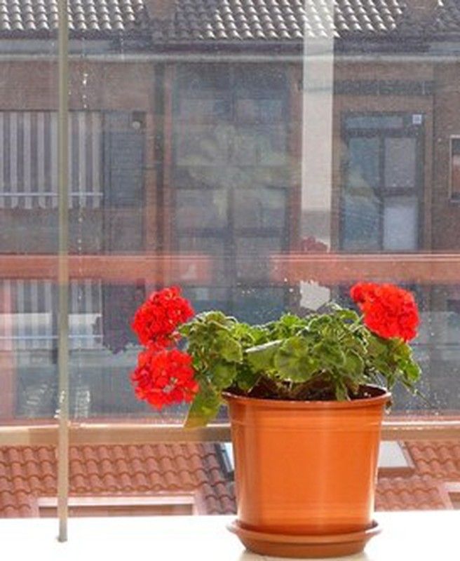 Plantas junto a las ventanas