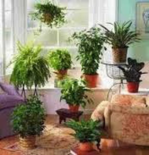 Chauffage et plantes d'intérieur