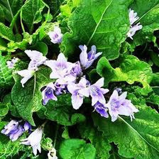 Fleurs de Mandragora curieuses