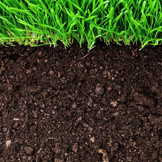 Importance des substrats chimiquement actifs dans les plantes et les cultures