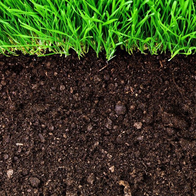 Importance des substrats chimiquement actifs dans les plantes et les cultures