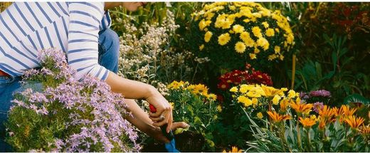 ¿Qué hacer con el jardín en otoño? ¡Prepararlo para el invierno, por supuesto!