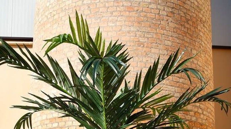 Decorar con palmeras,