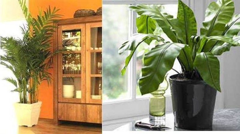 Decorar con plantas verdes,