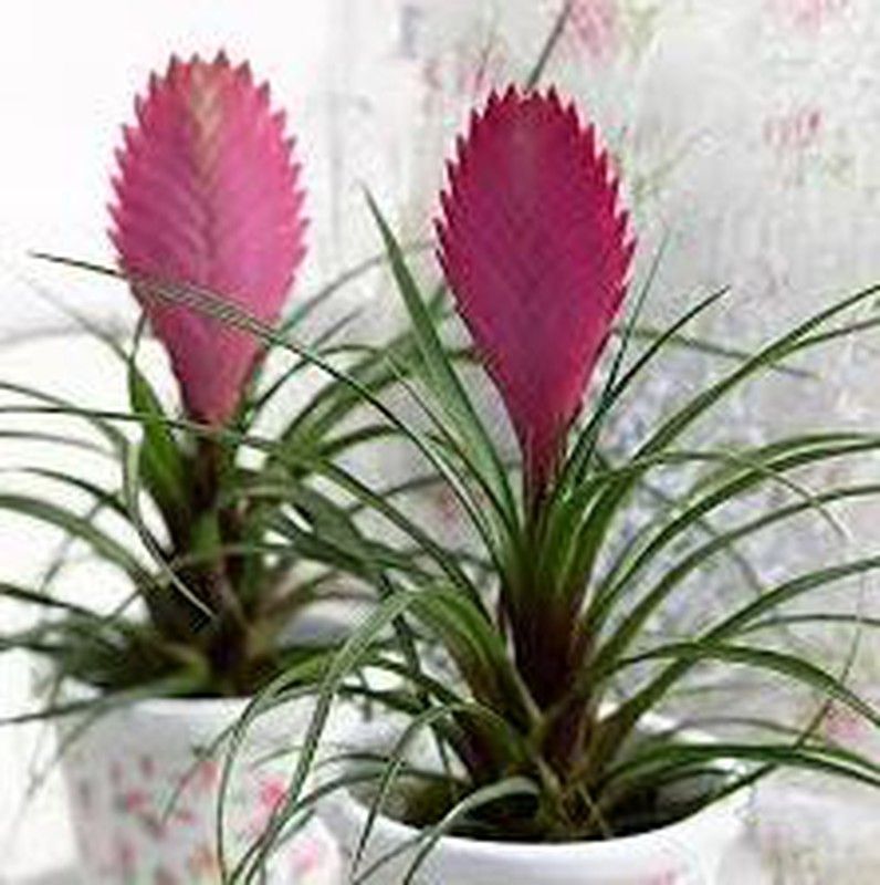 Las planta de interior son de fácil mantenimiento