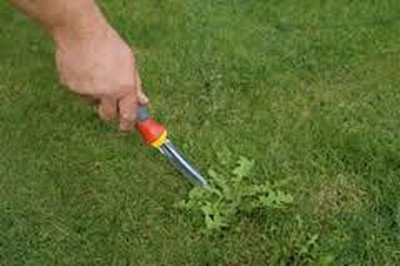 Mantenimiento de primavera y control de malas hierbas