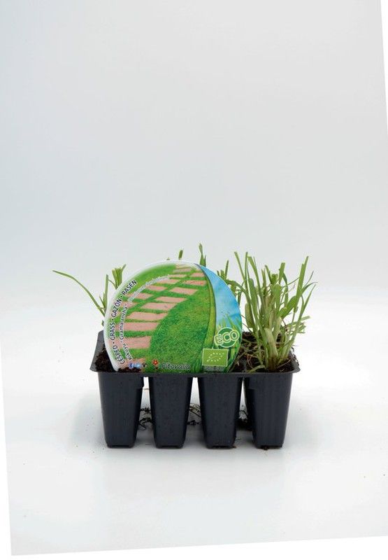 Plantel ecológico de césped Pennisetum Clandestinum. 