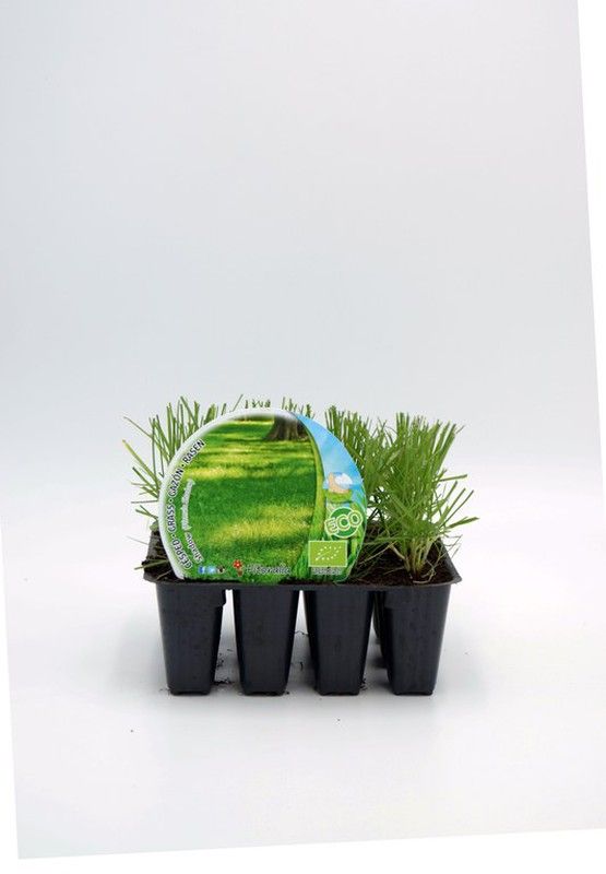 Césped ideal para zonas con baja luminosidad.
