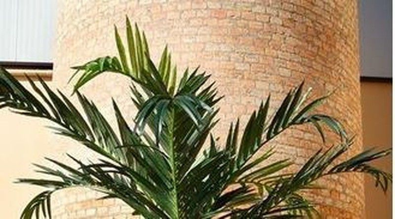 Balcones y terrazas decorados con arboles o palmáceas.