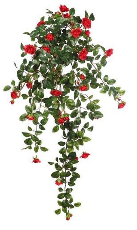 Tus paredes como nunca gracias a las plantas colgantes.