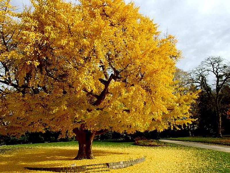Ginkgo biloba o árbol de los cuarenta escudos.