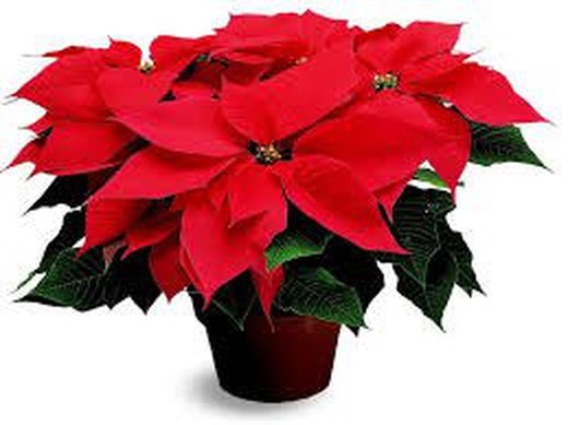 Poinsettia Poinsettia