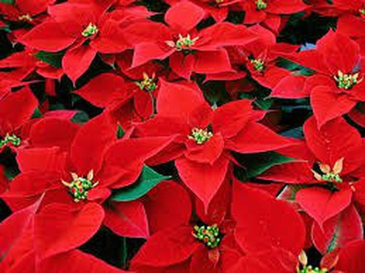 Poinsettia poinsettia