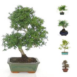 Indoor / outdoor bonsai