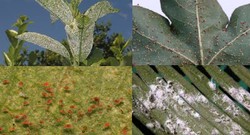 Herbicida Total Glifosato 500 ml- ultimas unidades — jardineriadelvalles