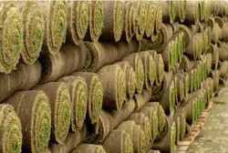 natural grass sod in rolls