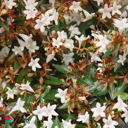 Abelia x grandiflora