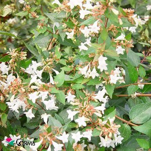 Abelia x grandiflora 'prostata'