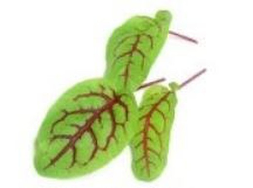 Red Sorrel