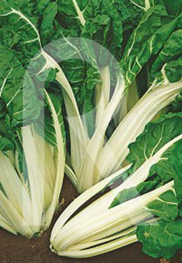 Green chard broad white leaf 10gr