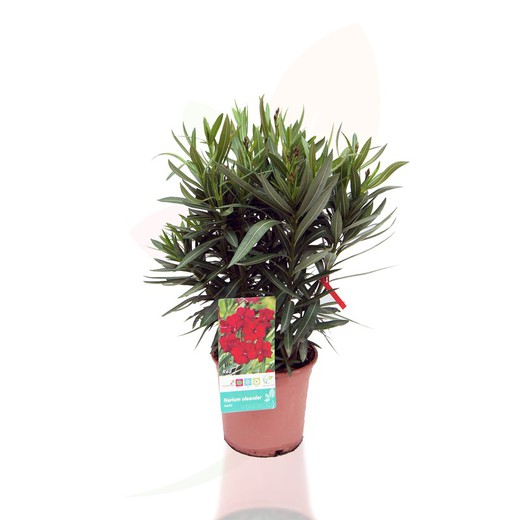 Oleander - Nerium oleander