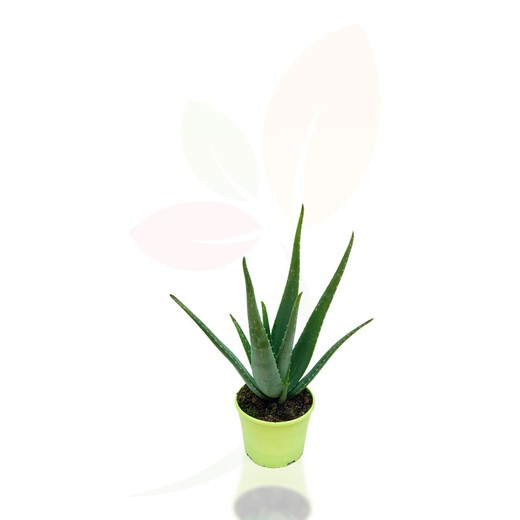 Aloe vera. Planta de interior