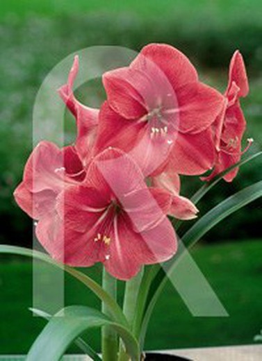 Rosa Amaryllis