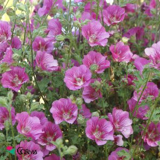 Fioriera Anisodontea capensis 2,5 Lt.