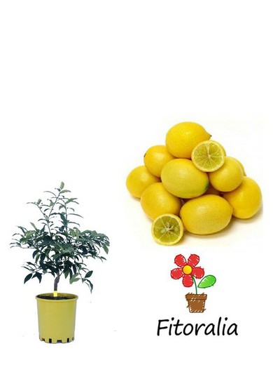 Limequat citrus tree, cross between lime and kumquat