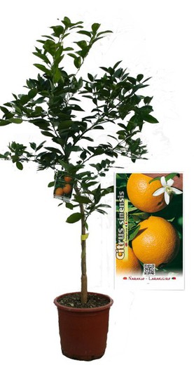 Árbol de Naranjo Variedad Navelina