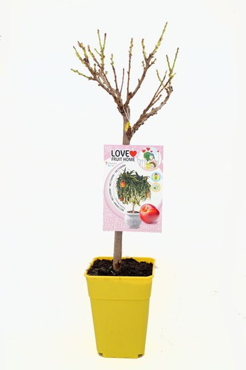 Garden Beauty Dwarf Nectarine Tree