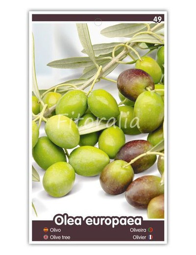 Arbol de Olivo disponible en maceta