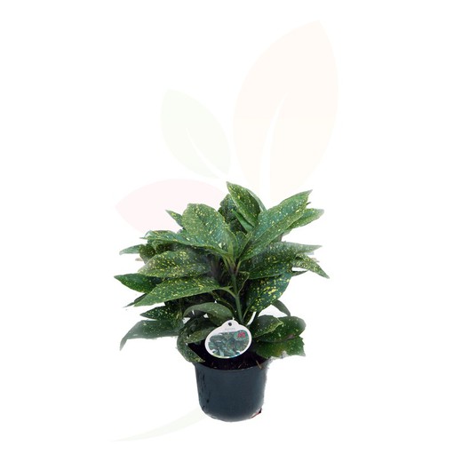 Aucuba japonica. Plante d'appartement