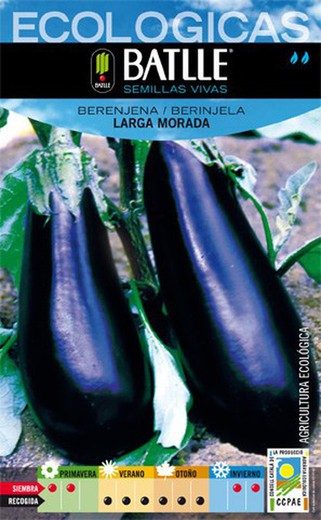 Berenjena larga morada ECOLÃ“GICA