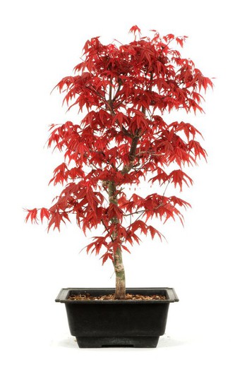 Bonsai Acer Palmatum. Japanischer Ahorn