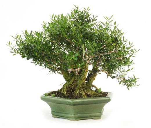 Bonsai Buxus